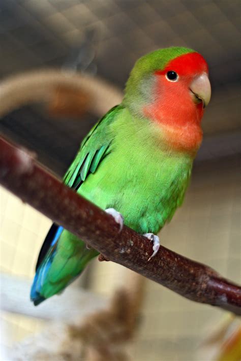 Love birb - 4 min read. Lovebirds are a popular type of parrot. They are beautiful and intelligent, and as pets, they make good companions. As their name suggests, they form loving bonds with their monogamous ...